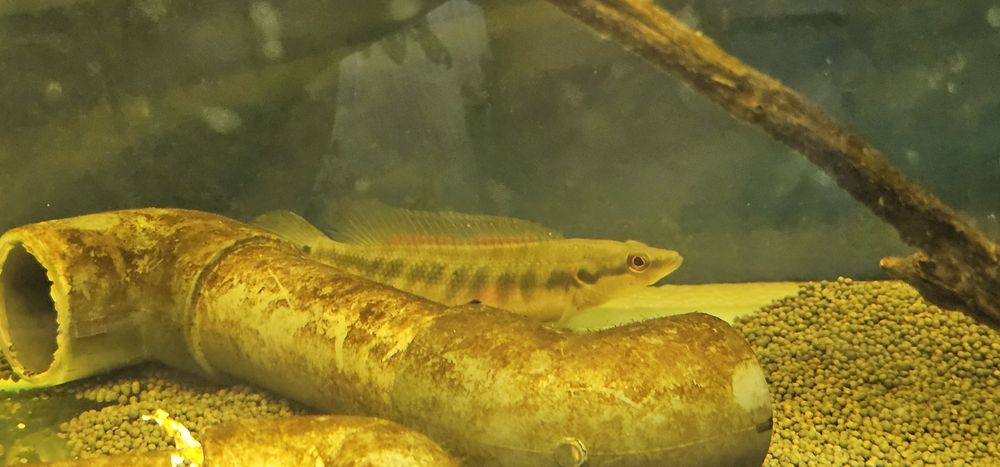 Crenicichla Lepidota (jacunda) 15/20cm