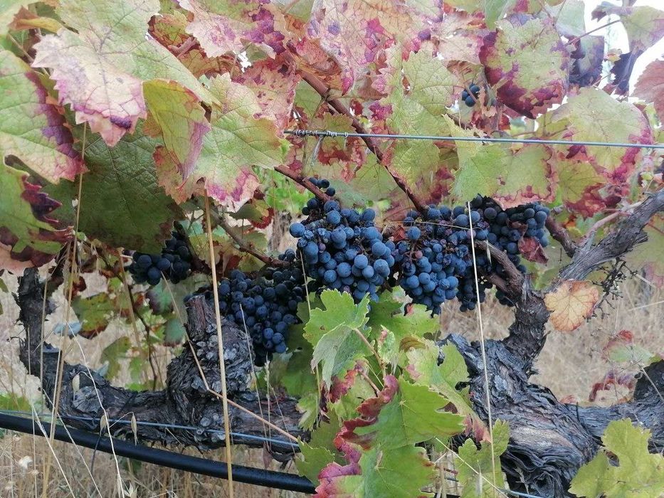 Uvas tintas de qualidade