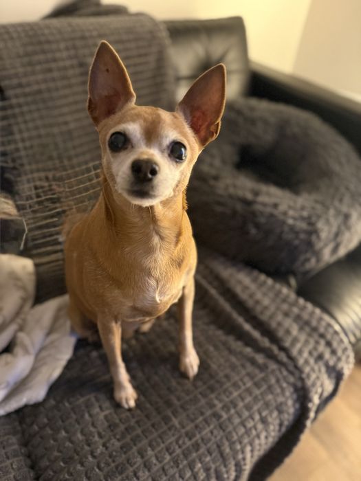 Do adopcji poleca sie pinczer  miniatura