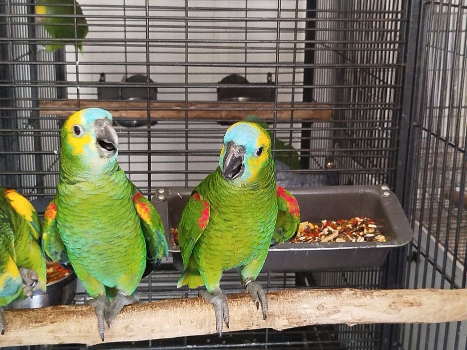 Amazona aestiva aestiva