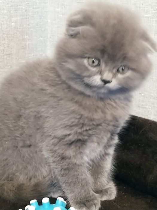 Котик шотландський висловухий