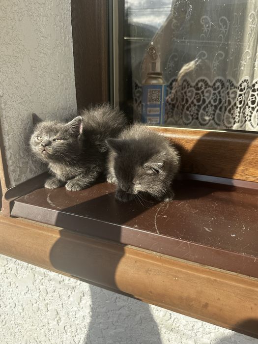 Британські кошенята
