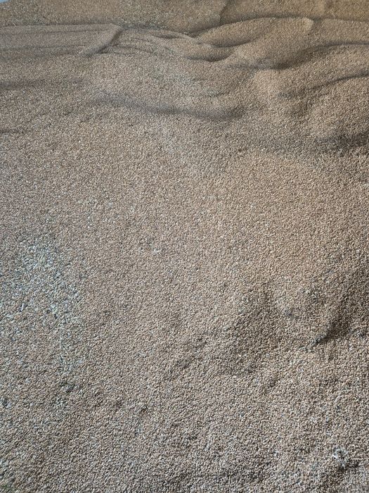 Pszenica z sezonu 2025 Soja abaca