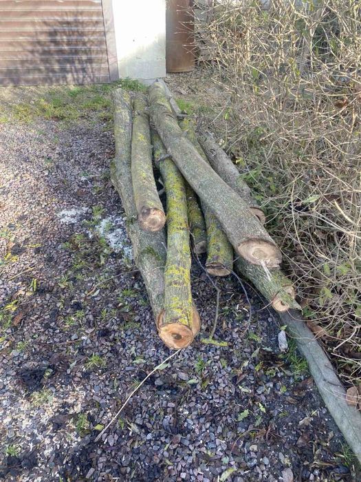 Деревн Горіх зрізаний