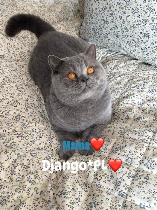 Czystej rasy po utytulowanych przodkach kotki niebieskie