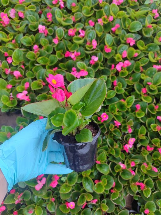Бегонія в наявності