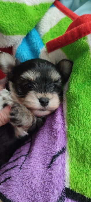 Yorkshire terrier piesek