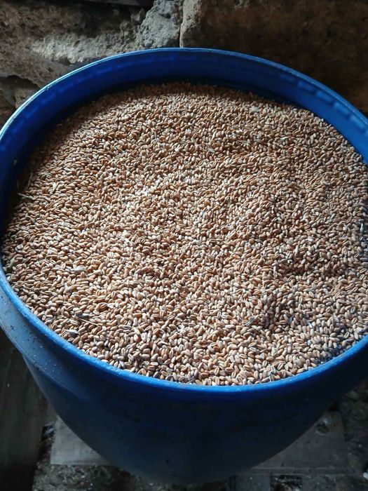 Продам зерно!!!