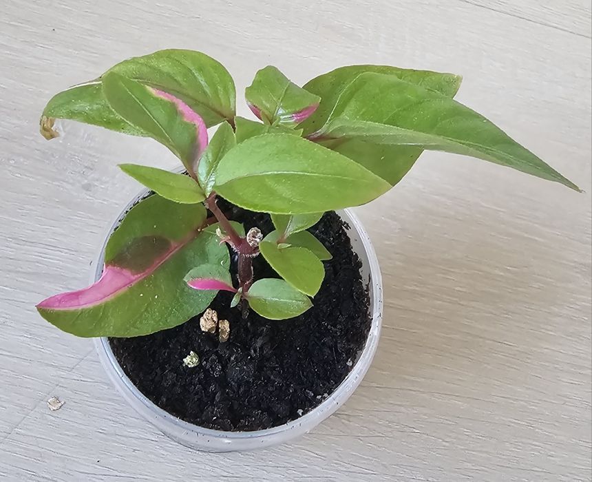 Mała sadzonka Alternantera Party Time