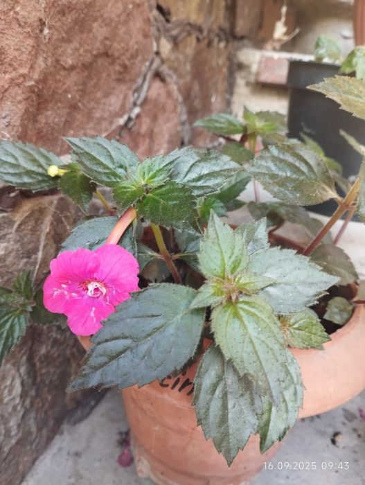 Ахіменеси. В цвіту. Відкопаю разом з різьомою.