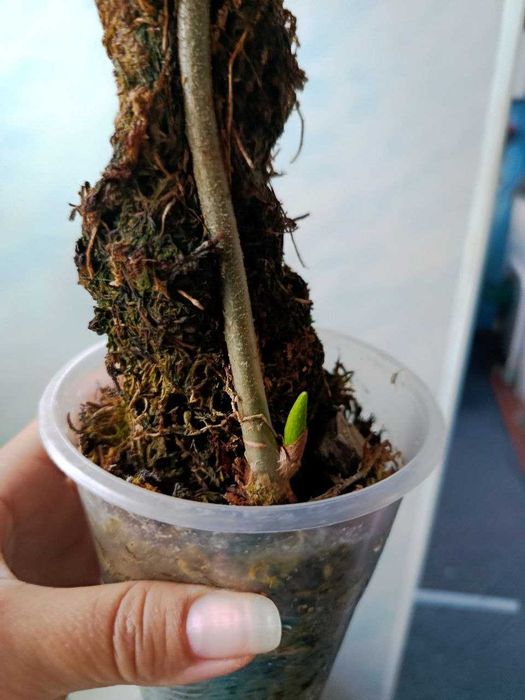 Philodendron gloriosum — філодендрон ґлоріозум