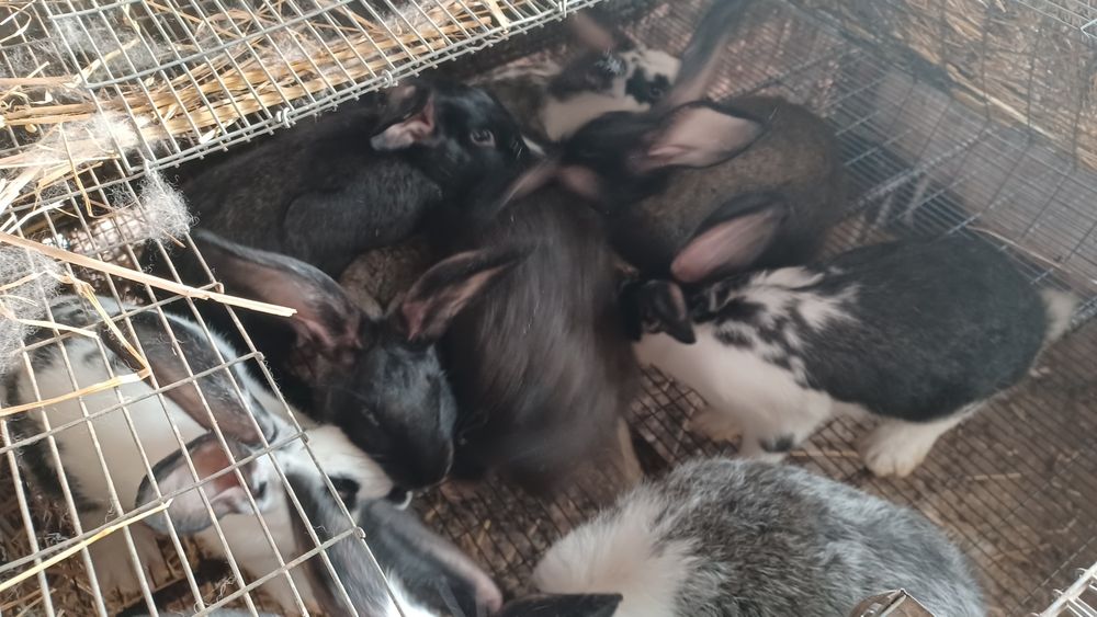 Coelhos caseiros