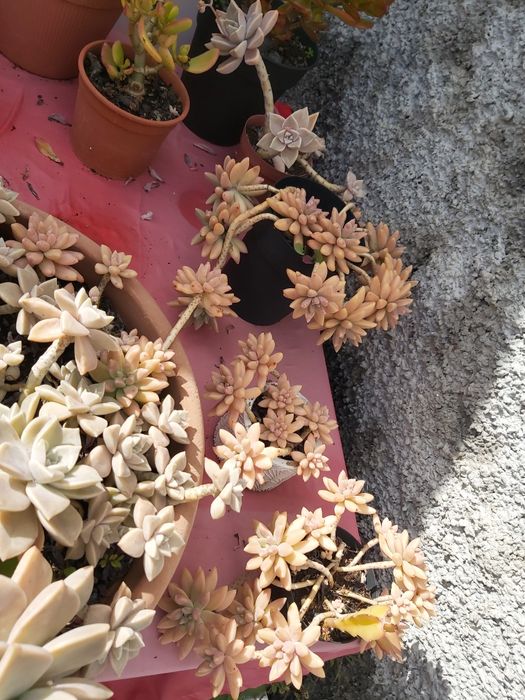 Suculentas diversas