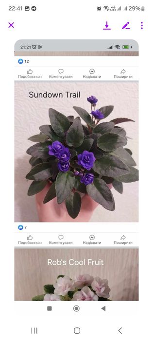 Продам с/з листочки мини фіалок