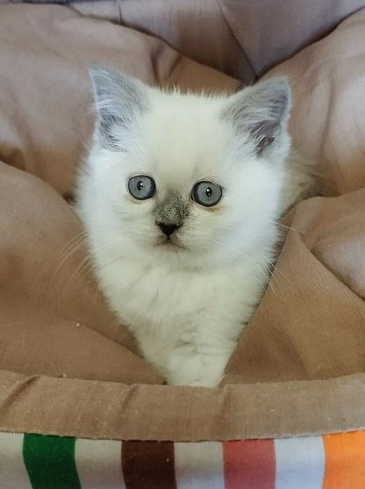 Шотландские скоттиш фолд и страйт девочки