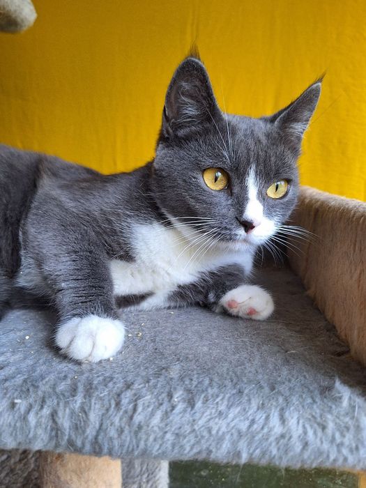 Стерилизованная пепельная кошка (1год) ищет дом! Отдам в хорошие руки!