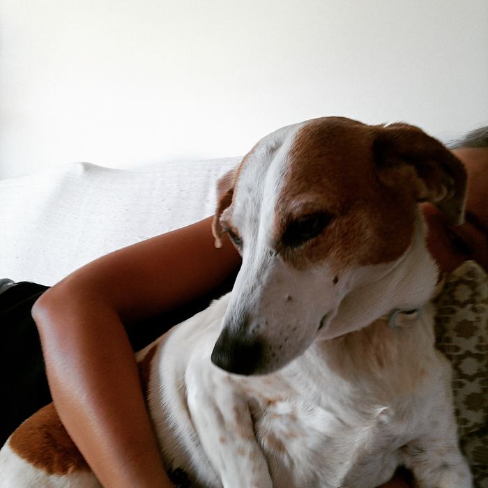 Pet sitting _Parede