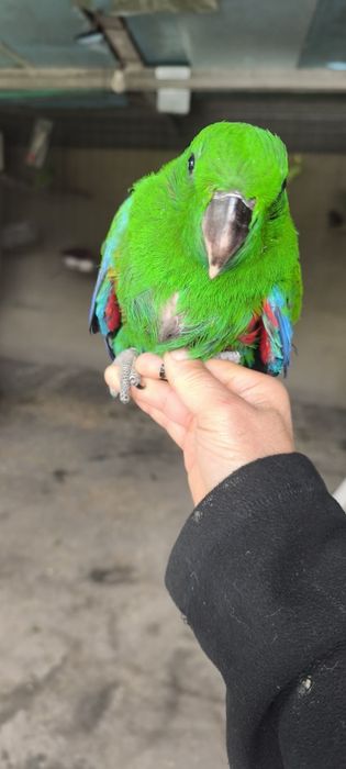 Papagaios écletus para acabar de criar a mão