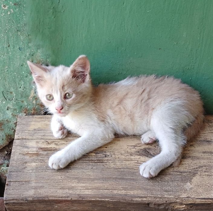 Котенок мальчик 3 месяца