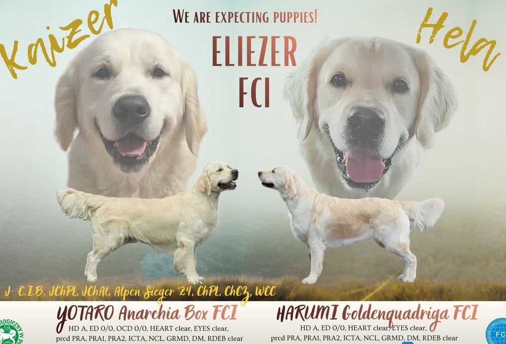 Golden retriever kremowe szczenięta ZKwP FCI z rodowodem
