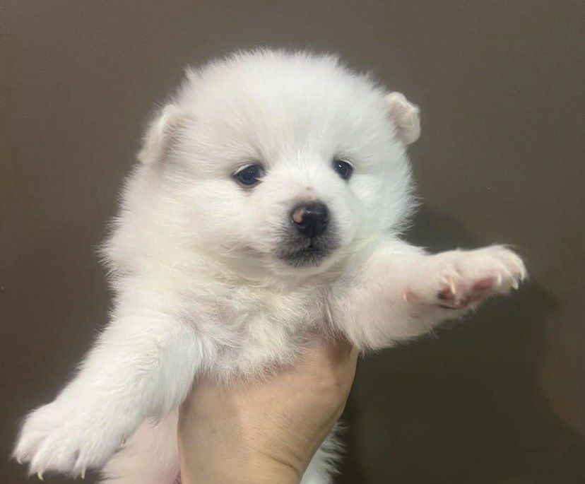 Lulu da pomerania femea
