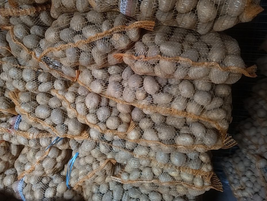 Ziemniaki Lord wielkość sadzeniaka.