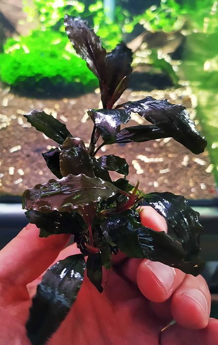 Bucephalandra Shine Blue