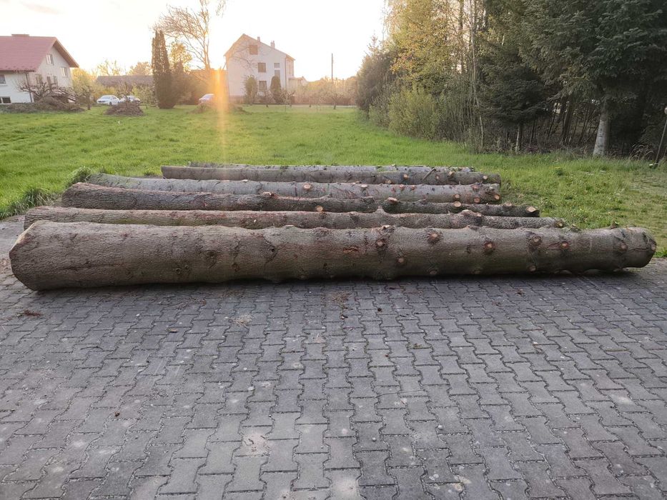 Pnie jodłowe 5m-