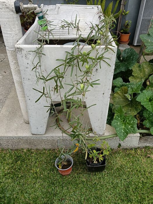 Maracujá morango
