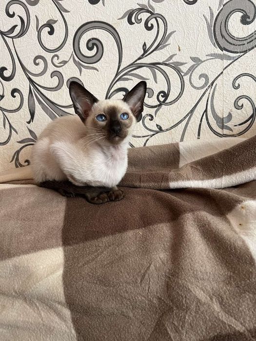 Орієнтальні кошенята.