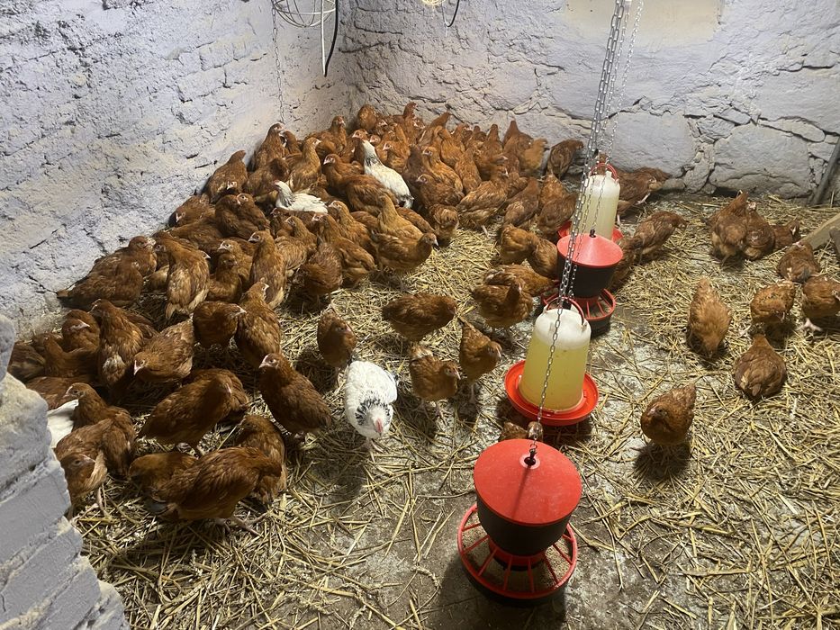 Sprzedam kurki nioski, Rosa