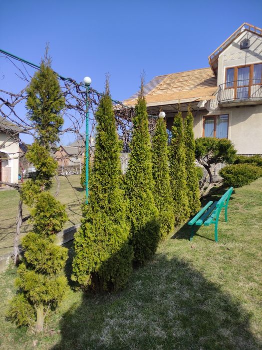 Туї 3м, смарагди 2,6м-3м