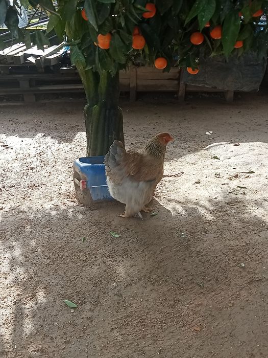 Para venda Galinhas Brama