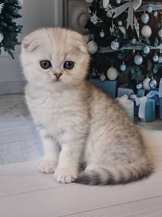 Клубний віслоухий красунчик