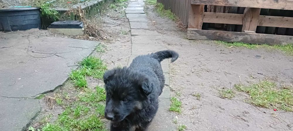 Pieski szukają nowego domu