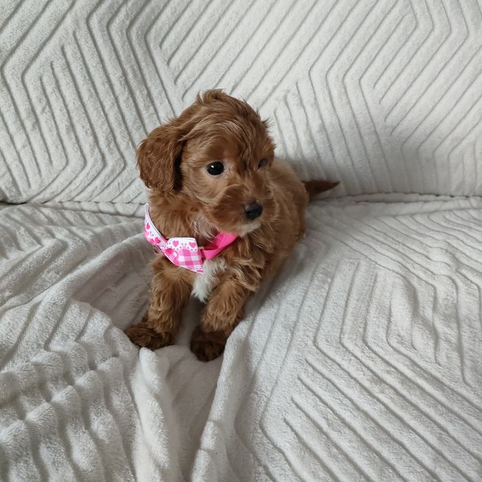 Prześliczna perełka Maltipoo.