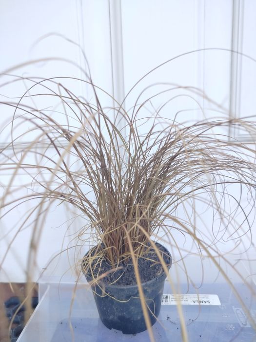 Trawa ozdobna Carex Ice Dance Turzyca kostrzewa sina trawy