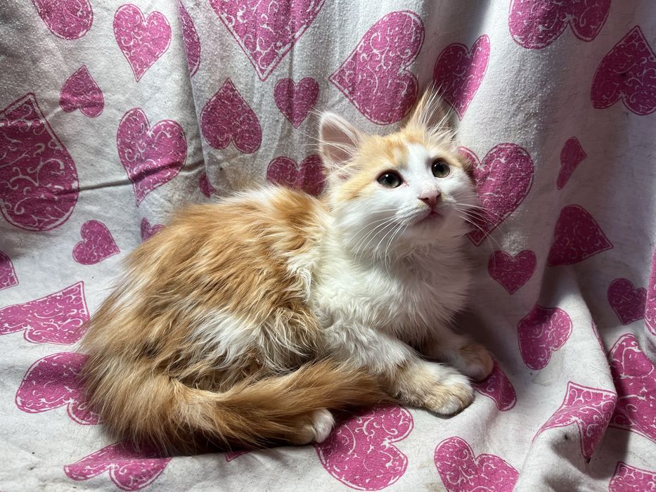 Кошенята дівчинка та хлопчик