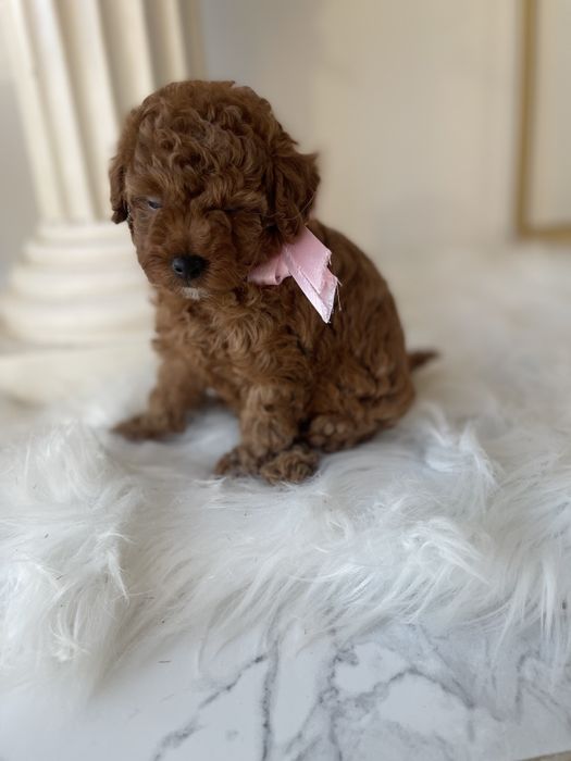 VIP Той-Пуделі  — Маленькі щастячка готові до переїзду