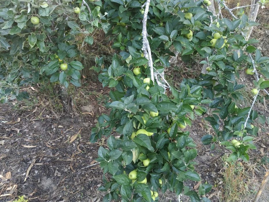 Terreno com 3700m2 na Rua do Marco, Feteira, Pombal