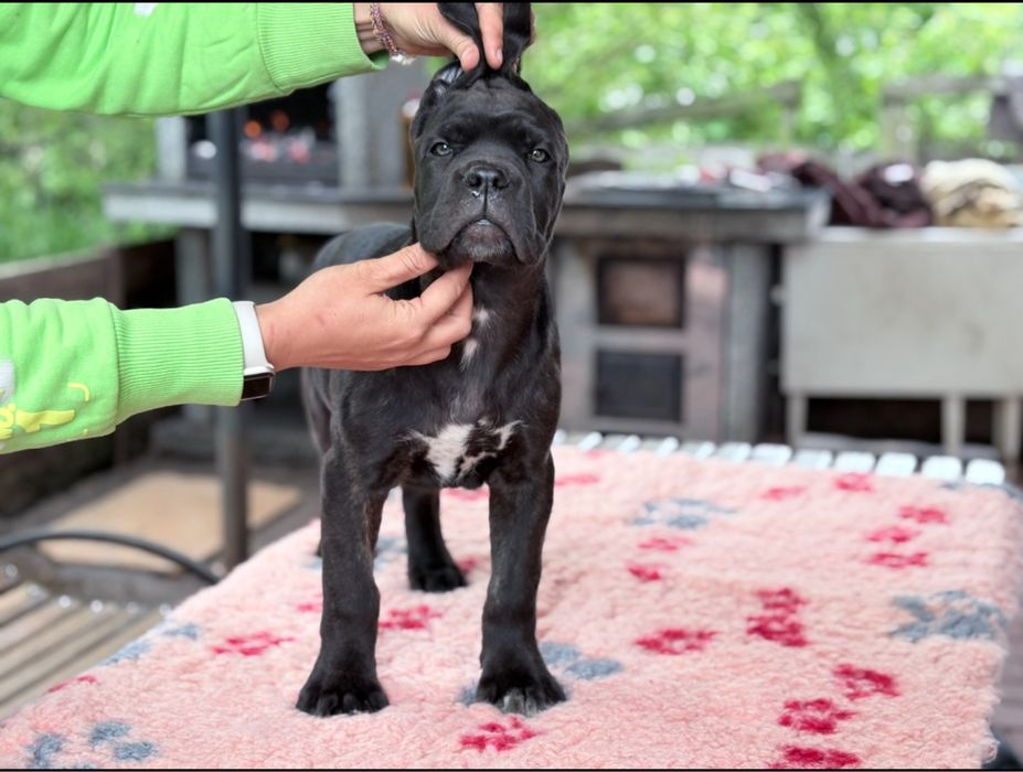 Шикарнючі цуценята кане корсо