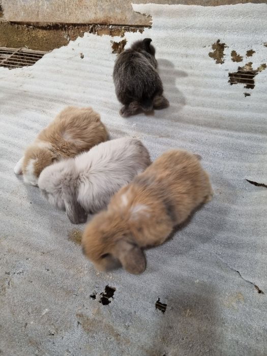 Kit coelhos anoes mini lop(orelhudos) e coelhinhos anoes varias racas