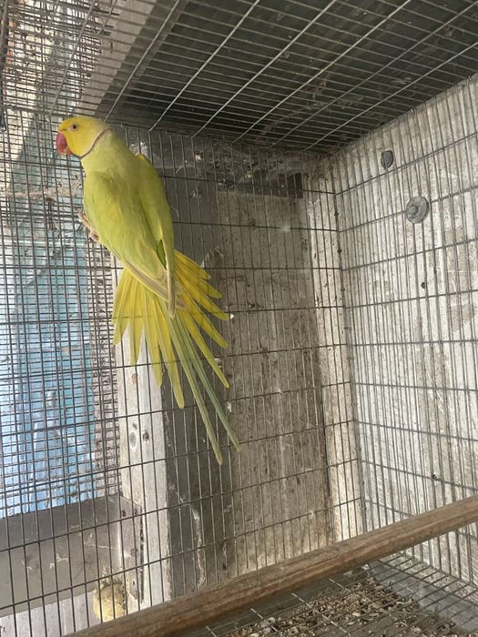 ring necks adulto e novo de 2025 caturras