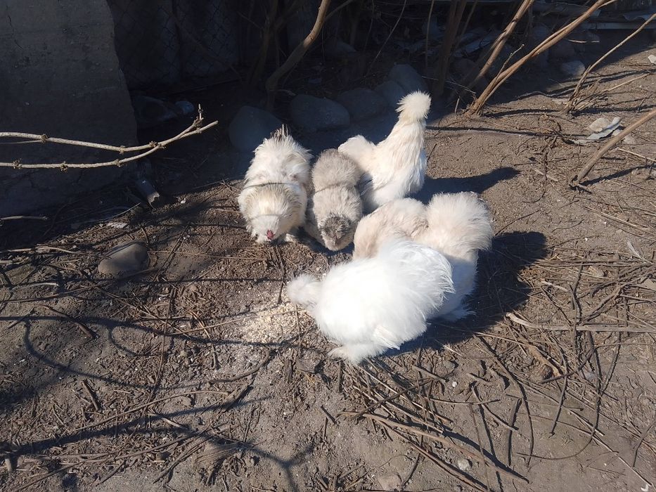 Kury,gęsi,jaja-lęgowe,przepiurki,perliki,indyki