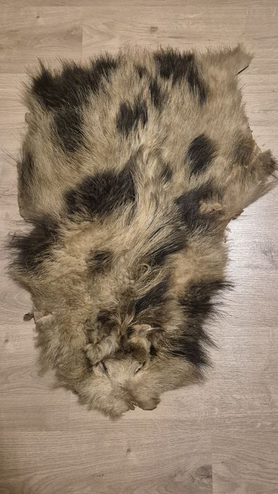 Skóra z dzika naturalna