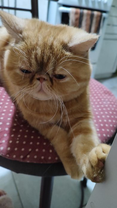 Вязка перс екзот дівчинка