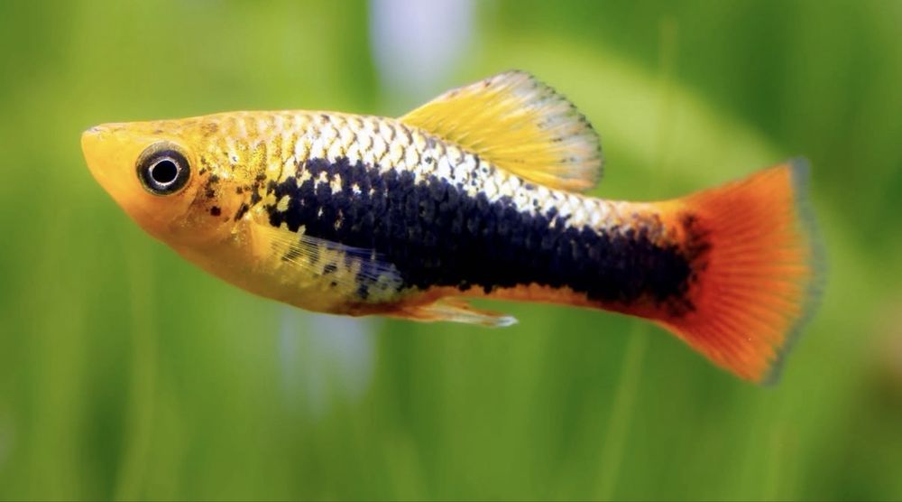 Vendo Platys Hawai
