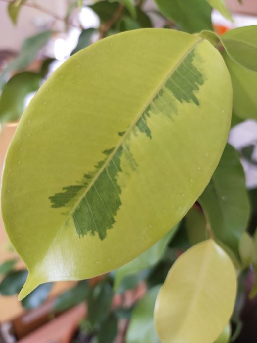 Фикус Бенджамина Реджинальда