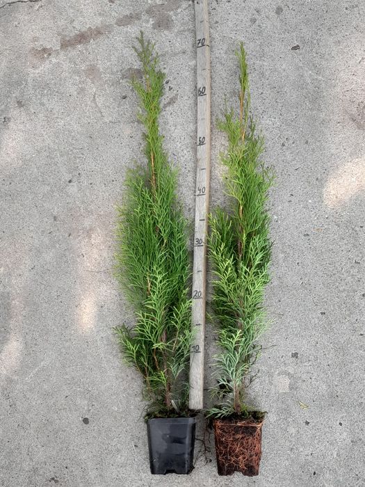 Tuja szmaragd 60/70cm P9