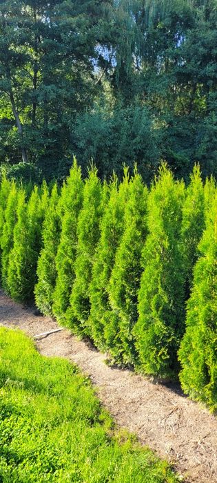 Tuja Smaragd 150 cm Promocja  tuje szmaragd thuja thuje